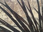 Giant Fossil Palm Frond From Wyoming - Rare! #212555-5